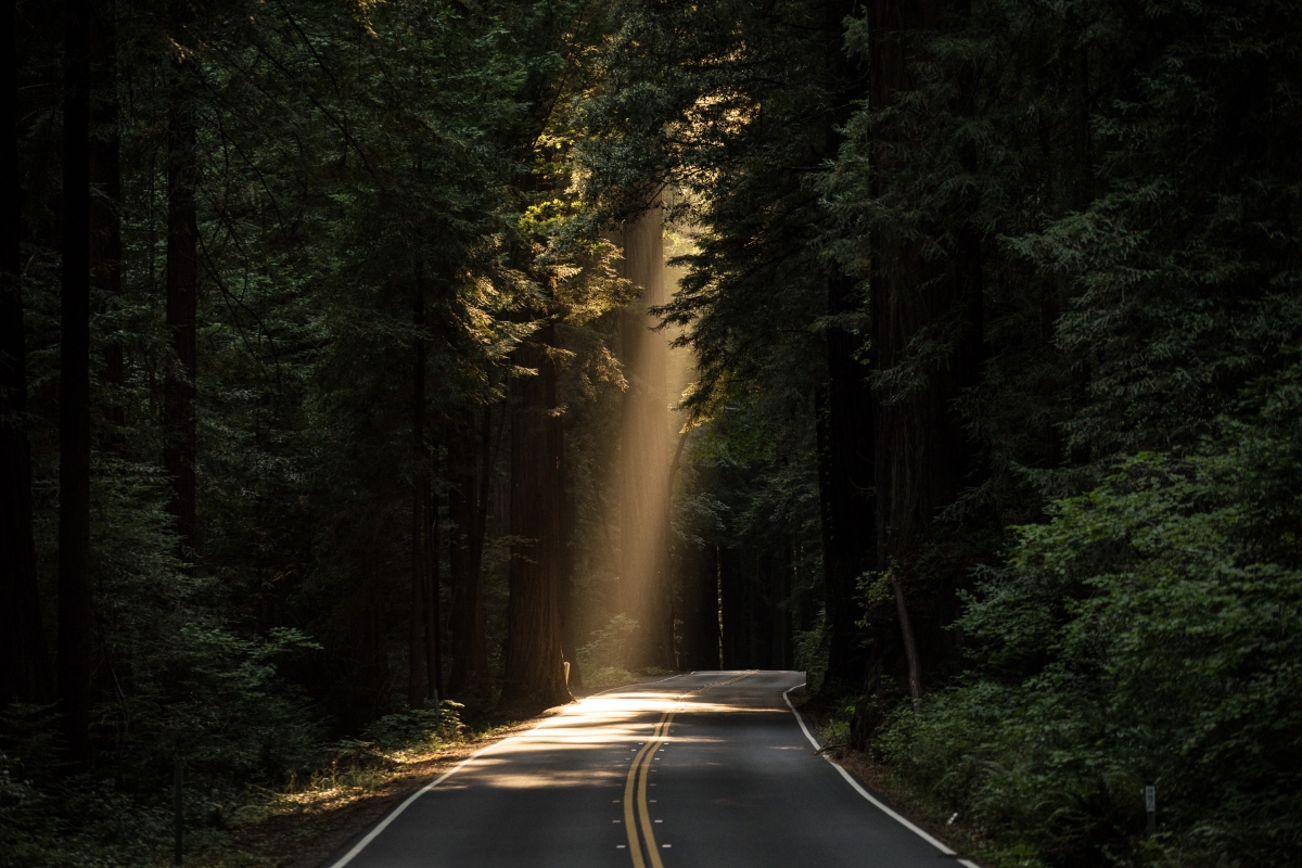Image of a road through dense jungle with a ray of light shining
