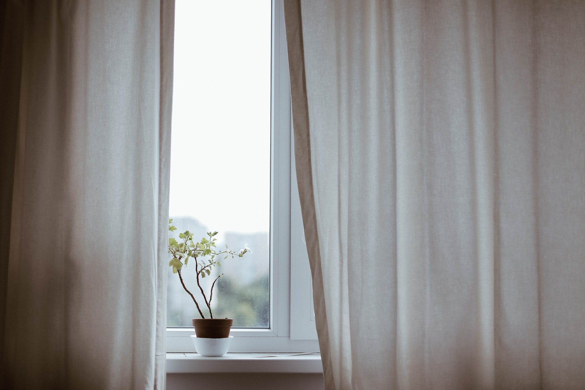 Image of plant looking out of window with curtains beside it