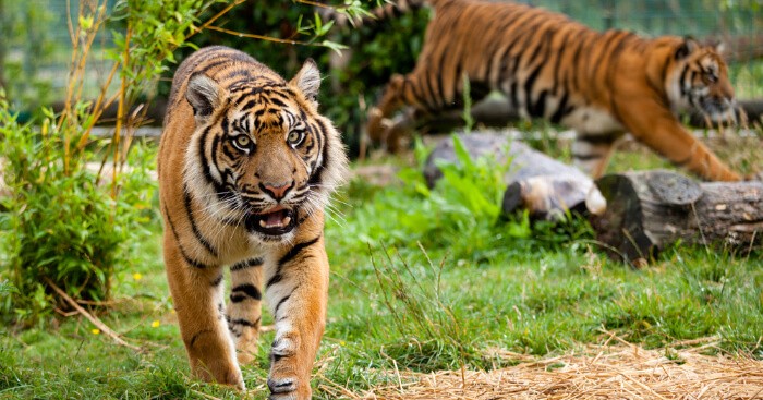 Image of Tigers in a Zoo
